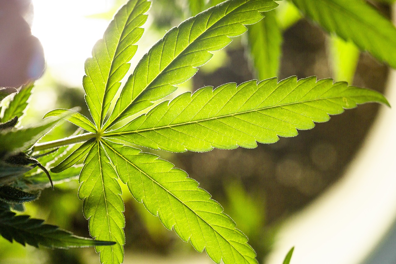 Legalizacja marihuany nie nasila problematycznego używania konopi [fot. Erin Stone from Pixabay]