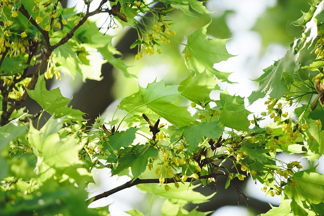 Licie klonu pomog zapobiec zmarszczkom [fot. KAVOWO from Pixabay]