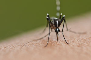 Malaria - aktualne zagroenie [© mrfiza - Fotolia.com]