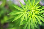 Marihuana pomaga chorym na stwardnienie rozsiane [© sarra22 - Fotolia.com]