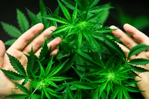 Marihuana pomaga na uszczyc i egzem? [Fot. cendeced - Fotolia.com]