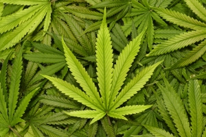 Marihuana sposobem na uzalenienia od alkoholu i kokainy? [Fot. openrangestock - Fotolia.com]