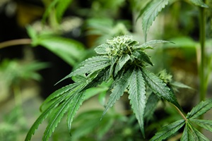 Marihuana w ...zakadzie pogrzebowym [© Eric Limon - Fotolia.com]