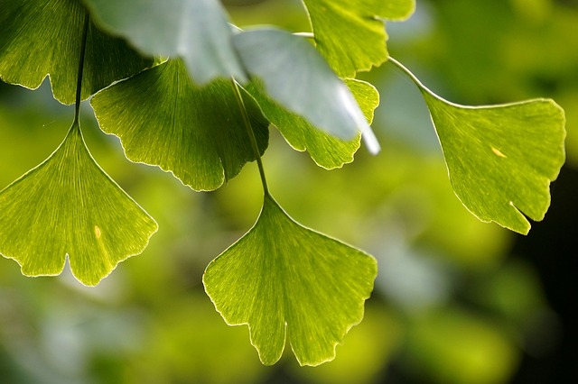 Miorzb japoski (Ginkgo Biloba) pomaga przy cukrzycy [fot. Marzena P. from Pixabay]