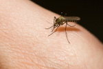 Mniej komarw tego lata? [© Alexander Zhiltsov - Fotolia.com]