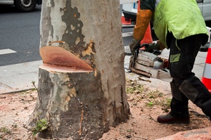 NIK: drzewa w miastach znikaj [© pixarno - Fotolia.com]