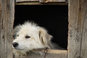 NIK: pieko w schroniskach dla zwierzt [© astoria - Fotolia.com]