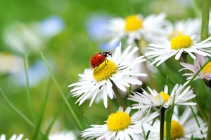 Nadeszo lato! [© K.-U. Häßler - Fotolia.com]