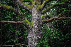 Najstarszy Brytyjczyk: nie ma sekretu dugowiecznoci [© stefanholm - Fotolia.com]