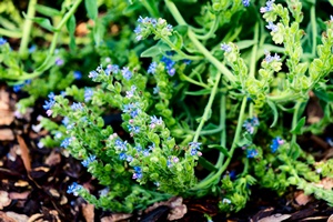 Natura w subie zdrowiu: alkanna (czerwienica) barwierska na reumatyzm i rany  [© UMB-O - Fotolia.com]