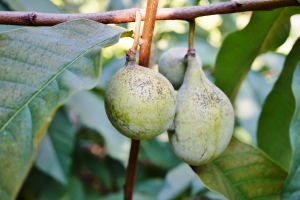 Natura w subie zdrowiu: asymina trjklapowa pomocna w walce z nowotworem i wszami [Fot. eqroy - Fotolia.com]