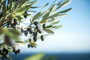 Natura w subie zdrowiu: licie oliwki europejskiej na nadcinienie i cukrzyc [Fot. complize | m.martins - Fotolia.com]