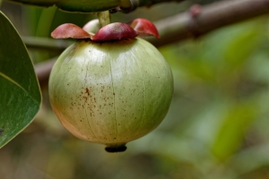 Natura w subie zdrowiu: mangostan waciwy na problemy odkowe i infekcje skry [Fot. galaad973 - Fotolia.com]