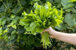 Natura w subie zdrowiu: szczaw zwyczajny na choroby oskrzeli  [Fot. greenoline - Fotolia.com]