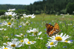 Nie daj si wiosennej depresji [© Marek Mierzejewski - Fotolia.com]