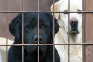 Nie pozwl mu zagin. Zadbaj bezpieczestwo swojego zwierzaka [© Reddogs - Fotolia.com]