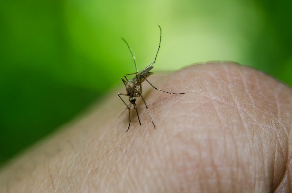 Nie tylko Covid-19 zagraża – malaria nadal zabiera życie dziesiątkom tysięcy ludzi [fot.  Creative Solutionist z Pixabay]
