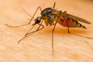 Nie tylko swdzenie. Komary przenosz choroby [© claffra - Fotolia.com]