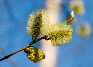 © Maslov Dmitry - Fotolia.com