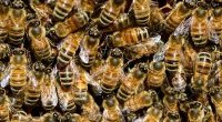 Nowy skuteczny "lek" na raka piersi - jad pszczeli