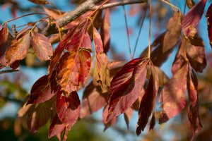 Ochrona przed chorobami jesieni [© Nataliya Peregudova - Fotolia.com]