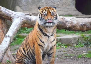 Ogrody zoologiczne - miejsca edukacji i wypoczynku dla wielu Polakw [© marcincom - Fotolia.com]