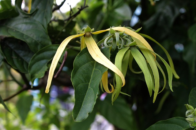 Olejek ylang ylang - na stres, bezsenność i nadciśnienie [fot. Maya A. P from Pixabay]