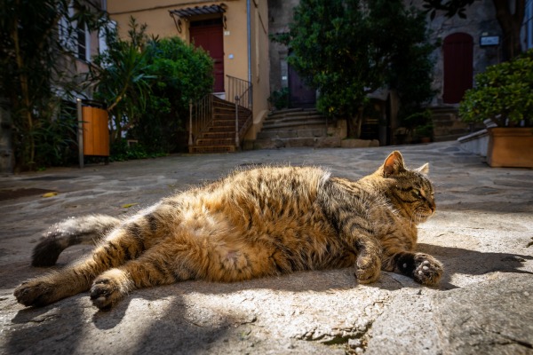 Otyy pies lub kot - zobacz, jak to osabia jego zdrowie [Fot. Olivier Tabary - Fotolia.com]