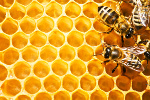 Pikno od pszcz, czyli o mleczku pszczelim i nie tylko [© Irochka - Fotolia.com]