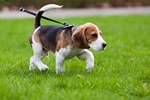 Pies potrafi zdiagnozowa zakaenie gron bakteri [© Peter Kirillov - Fotolia.com]