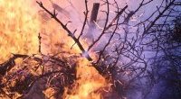 Pożary obszarów naturalnych sprzyjają nowotworom