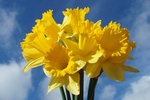 Pola Nadziei po raz XV [© Anette Linnea Rasmus - Fotolia.com]