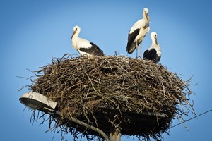 Polska ju nie jest bocianim rajem [© shaiith - Fotolia.com]