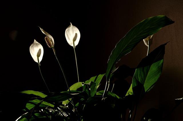 Popularne rośliny doniczkowe oczyszczają powietrze w domu [fot. Vik M from Pixabay]