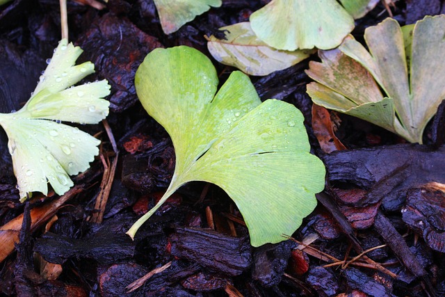 Preparaty z ginko biloba niebezpieczne dla osb z padaczk [fot. Alena Kučerová from Pixabay]