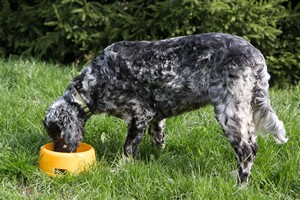 Psia dieta, czyli ABC żywienia czworonogów [© wip-studio - Fotolia.com]