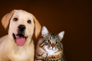 Psy czy koty - wiadomo już, które zwierzęta są mądrzejsze [Fot. tania_wild - Fotolia.com]