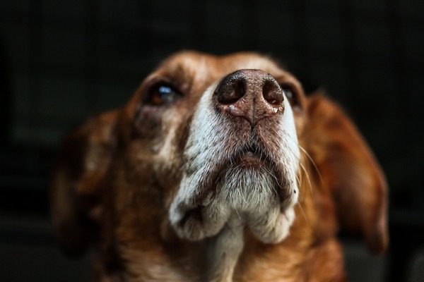 Psy mog wyczuwa raka puc [fot. Susanne Pälmer z Pixabay]