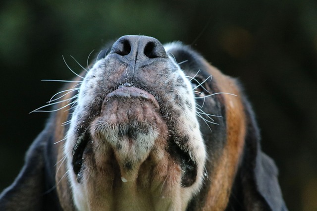Psy potrafią wykryć raka [fot. mxart from Pixabay]