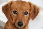 Psy wyczuwają raka płuc [© alexio09 - Fotolia.com]