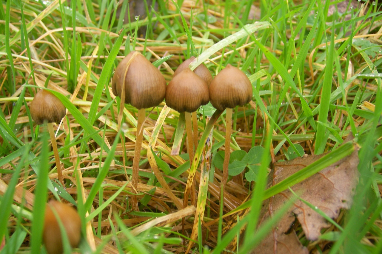 Psylocybina osabia nawet siln depresj u pacjentw onkologicznych  [fot. DimiVeBEVelghe Dimitri - Praca wasna, CC BY-SA 3.0, Wikimedia Commons]