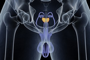 Rak prostaty jest bardziej agresywny u otyych mczyzn [Prostata, © Anatomy Insider - Fotolia.com]