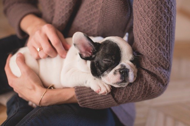 Relacja między człowiekiem i psem jest jak między rodzicami i dziećmi [fot. Pexels from Pixabay]