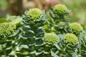 Reniec grski (Rhodiola rosea) - pomaga walczy z cukrzyc typu 2 [© FomaA - Fotolia.com]