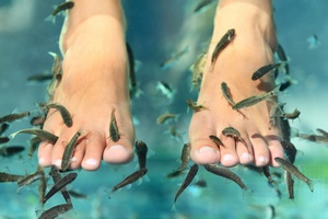 Rybi pedicure bywa niebezpieczny [© Maridav - Fotolia.com]