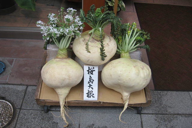 Rzodkiew Sakurajima ochroni przed chorobami serca [fot. fot. Jason7825 - Own work, CC BY-SA 3.0, Wikimedia Commons]