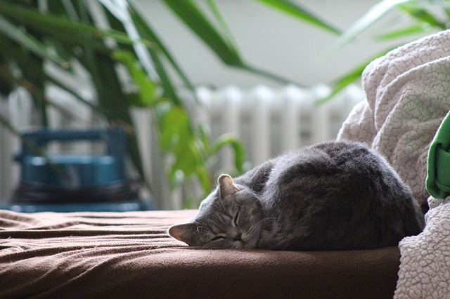 Sen dla zdrowia: liczy si jako, nie ilo [fot. Vnukko from Pixabay]
