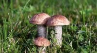 Sezon na grzyby - zbieraj je, bo zawieraj duo przeciwutleniaczy
