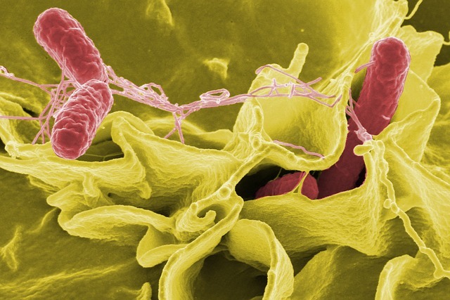 Skad mikrobiomu jelitowego pozwala przewidzie ryzyko przedwczesnej mierci [fot. WikiImages from Pixabay]