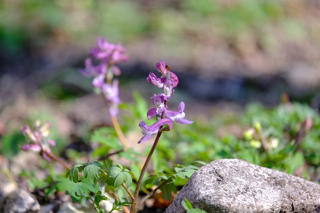 Skadnik chiskiego zioa Corydalis yanhusuo wspomaga walk z blem [fot. Hans from Pixabay]